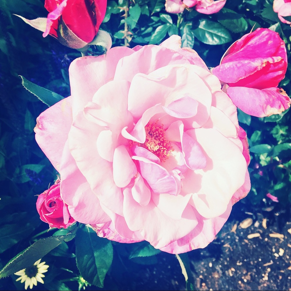 Meet your Posher, Jillian